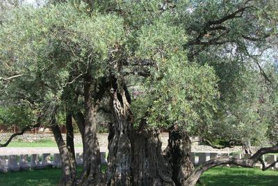 Vieux olivier à Mirovica